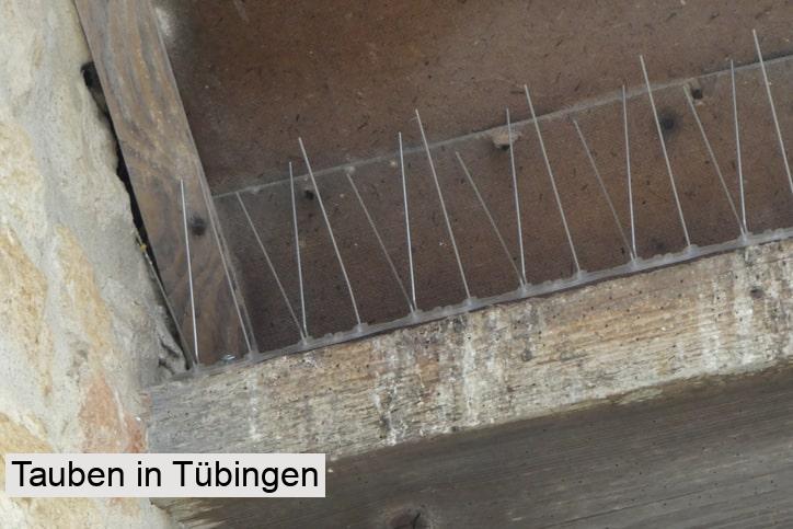 Tauben in Tübingen